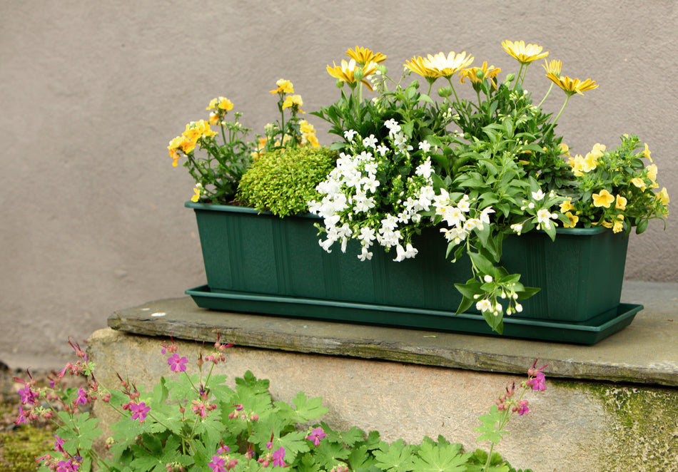 BLUMENKASTEN STANDARD DGRÜN CA.60CM
