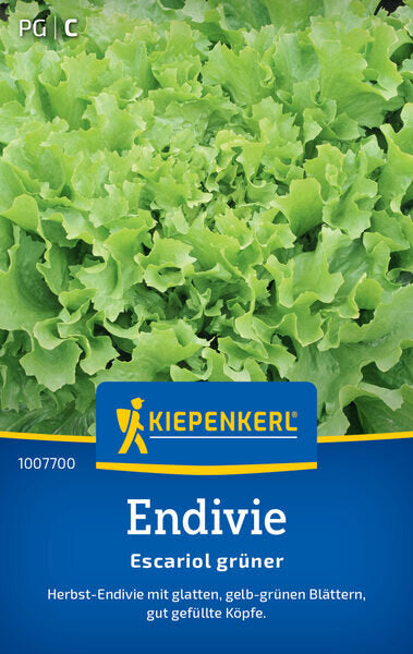 KK ENDIVIE ESCARIOL GRÜNER