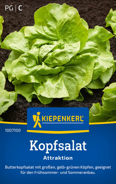 KK KOPFSALAT ATTRAKTION