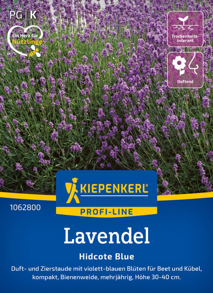 KK LAVENDEL HIDCOTE BLUE