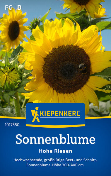 KK SONNENBLUME HOHE RIESEN