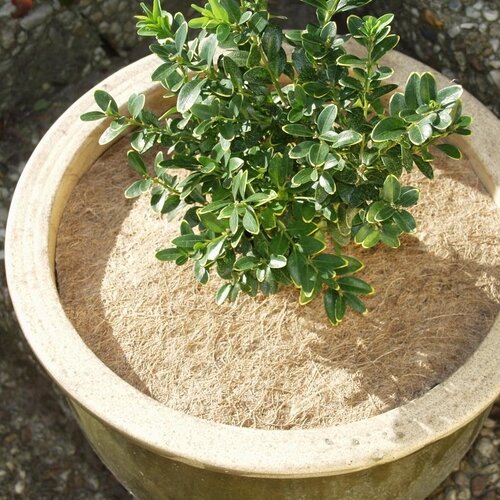 KOKOSSCHEIBE Ø 25CM