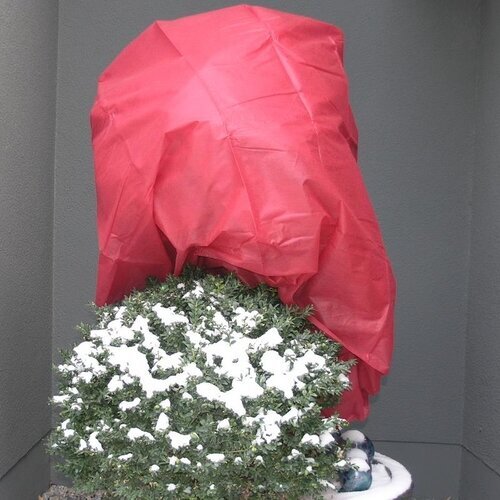 WINTERVLIES 34G/M² 1,6 X 5M ROT